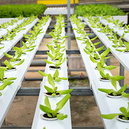 A row of green plants growing in rows.